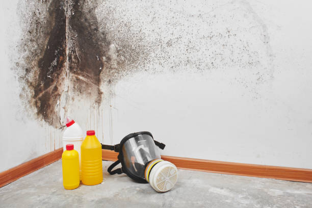 Boulder Creek, CA Mold Removal Company