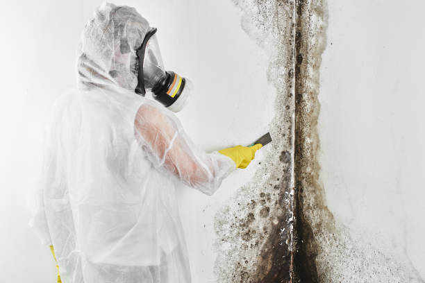 Best Certified Mold Removal  in Boulder Creek, CA