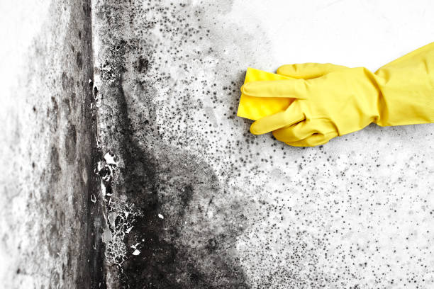 Best Home Mold Removal  in Boulder Creek, CA