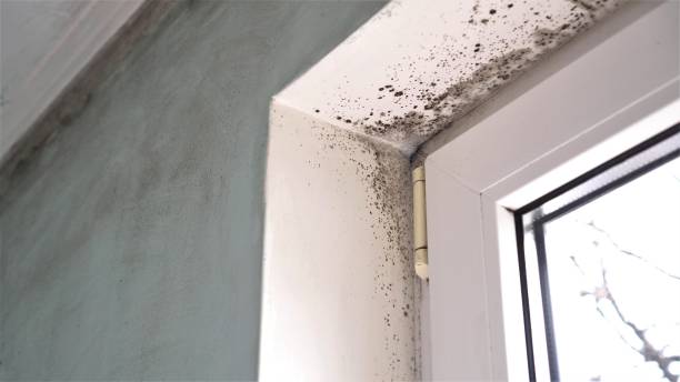 Best Professional Mold Removal  in Boulder Creek, CA