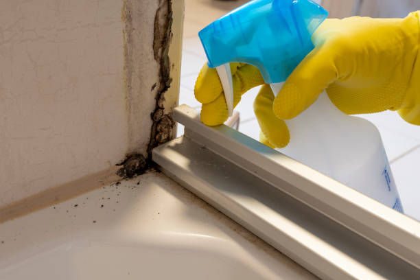 Best Professional Mold Removal  in Boulder Creek, CA