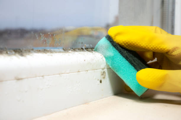 Best Mold Damage Repair  in Boulder Creek, CA