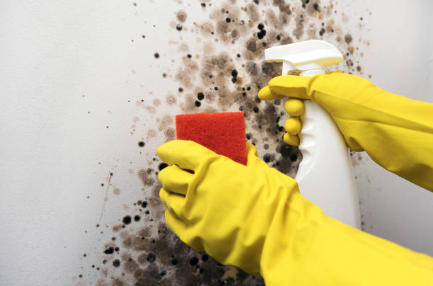 Best Home Mold Removal  in Boulder Creek, CA