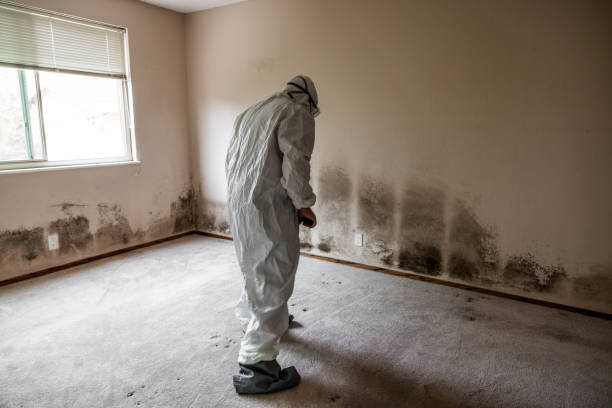 Best Commercial Mold Removal  in Boulder Creek, CA