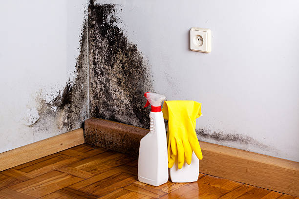 Home Mold Removal in Boulder Creek, CA