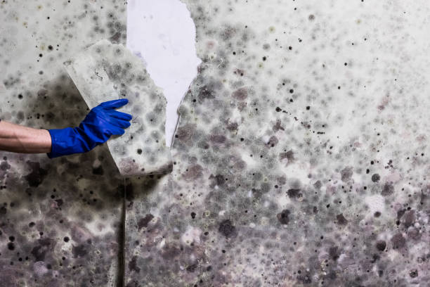 Best Affordable Mold Removal  in Boulder Creek, CA