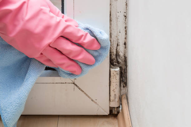 Best Toxic Mold Removal  in Boulder Creek, CA